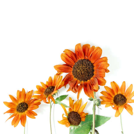 Autumn composition. Dry flowers, leaves and plants is on a white background. Flat lay, copy space.