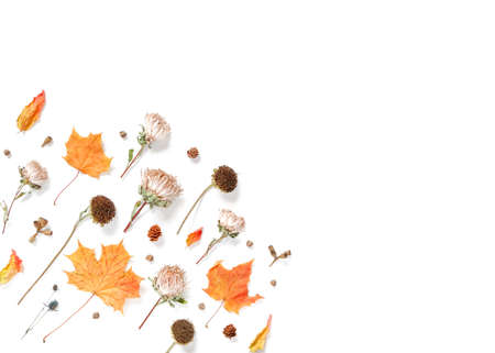 Autumn composition. Dried flowers, leaves and plants isolated on white background. Autumn, fall,...