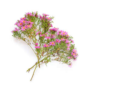 Autumn flower arrangement. A bouquet of flowers octobrines (Aster perennial) is on a white...