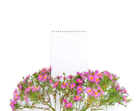 Autumn flower arrangement. A bouquet of flowers octobrines (Aster perennial) and an open blank...