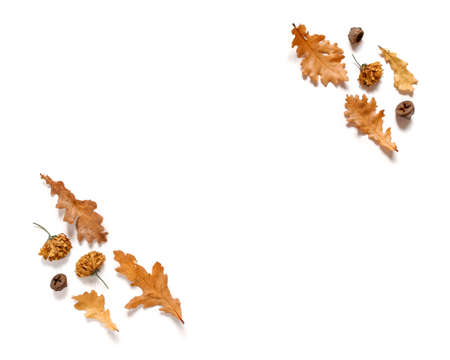 Autumn composition. Frame made of dried acorn leaves and dried yellow flowers. White background....