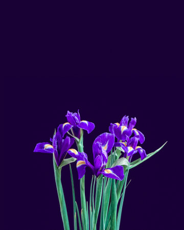 Fresh irises are on a dark background. Drops of water are on the petals. Floral layout for cards,...