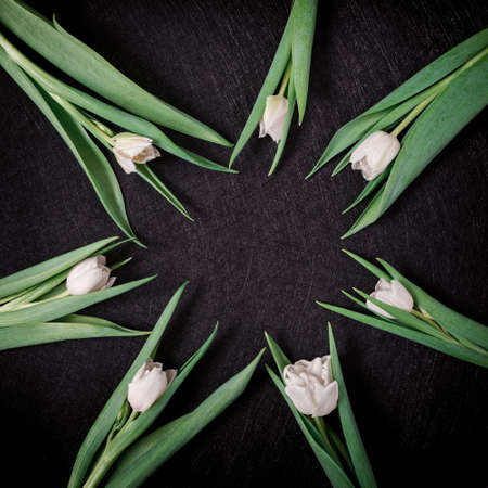 The round frame is made of fresh white tulips on a black textured background. Floral layout for congratulations, invitations, cards. Flat lay, copy space.の写真素材