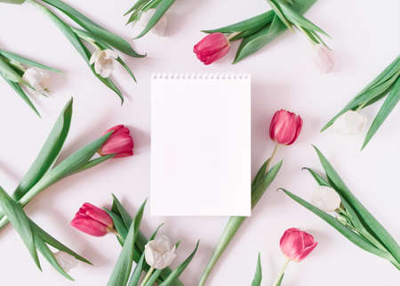 White and red tulips are on a light background around an open blank notebook. Floral layout with...