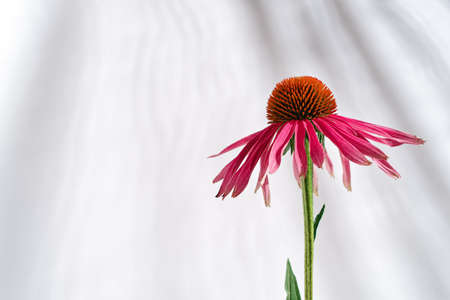 The echinacea flower is set against a white wall with blurred shadows. Herbal Alternative Medicine. Floral background, template. Copy space.の写真素材