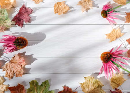 Frame made of echinacea flowers and dried maple leaves. The background is made of white wooden...
