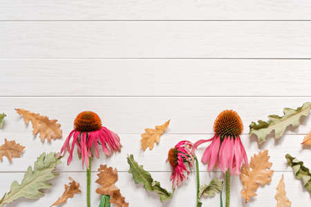 Withered echinacea flowers and dried yellow and green oak leaves are on a white wooden background. Autumn composition. Flat lay. Top view. Copy space.の写真素材