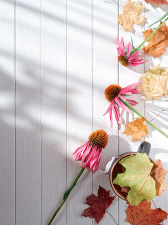 Autumn arrangement of fresh echinacea flowers and dried maple leaves. The background is made of...