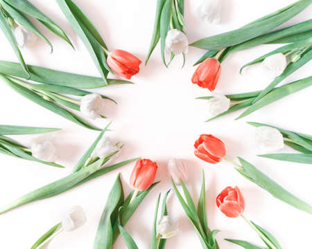 White and red tulips form a round frame on a white background. Floral template, layout with copy...