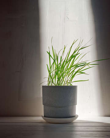 The grass is in a gray concrete pot with a white saucer against the background of a textured wall on a wooden table. The concept of growing plants at home. copyspace.の写真素材