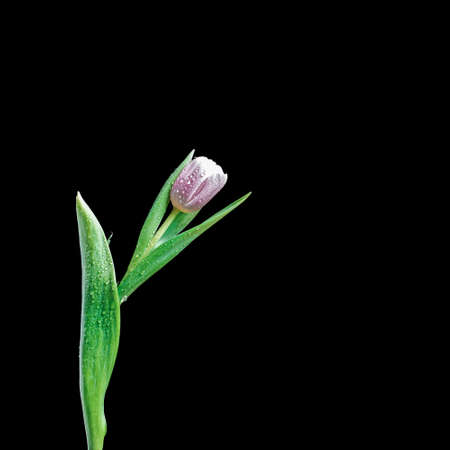 The pink tulip is isolated on a black background and brightly lit. copyspace.の写真素材