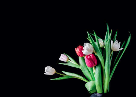 A bouquet of fresh tulips is on a black background. Luxurious bunch of flowers with drops of water on the leaves and buds. copyspace.の写真素材