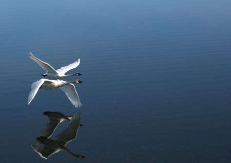 pair of swans flying togetherの写真素材
