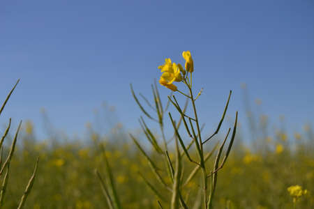 Tiny yellow flower portrait
