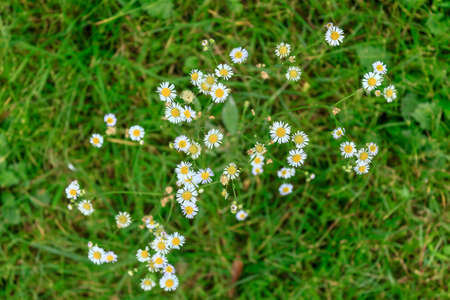 A bunch of daisies