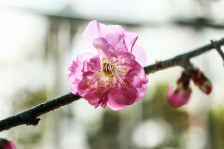 A plumの写真素材