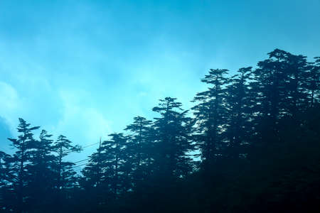 Mount Emei pine treeの写真素材