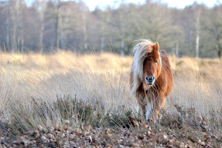 Shetland pony in the natureの写真素材