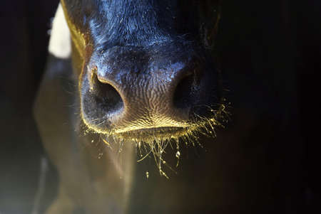 The nose of a cow with an orange lightの写真素材