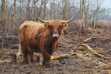 Wild cow in the wood