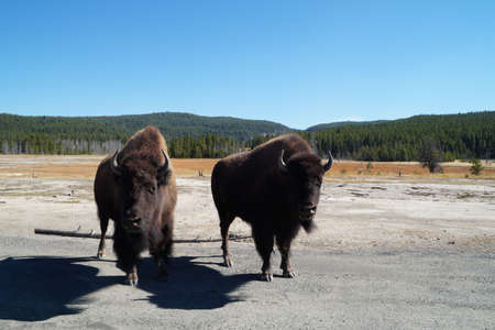 Two bison in Yellowstone NP, posing for the photoの写真素材