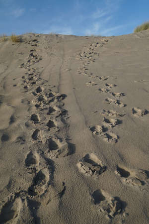 Steps in the sand of the dunes in the Netherlandsの写真素材