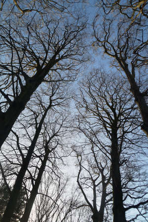 Treetops and blue skyの写真素材