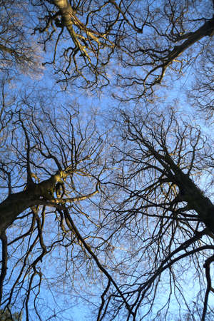 Treetops and blue skyの写真素材