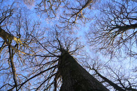 Tree tops in blue skyの写真素材