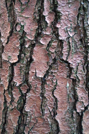 Close up of brown barkの写真素材