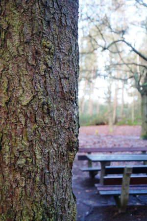 Tree and picnic areaの写真素材