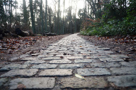 Path throught the forestの写真素材