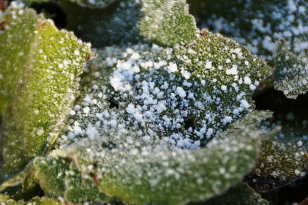 Green leaf with ice crystalsの写真素材