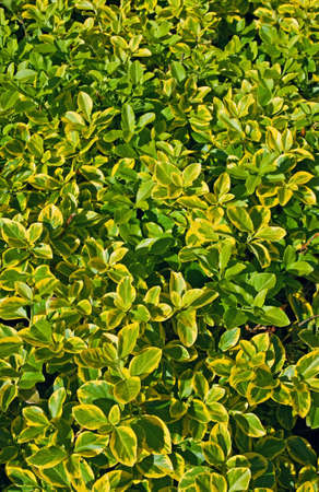 Closeup of yellow and green euonymus fortunei, background, textureの写真素材