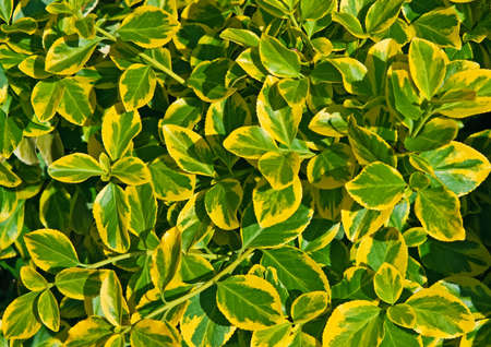 Closeup of yellow and green leaves of euonymus fortunei, background, textureの写真素材