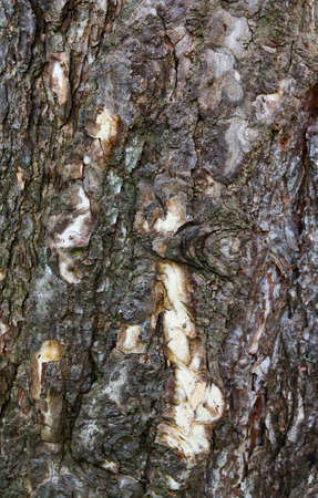 Texture background of an old tree barkの写真素材