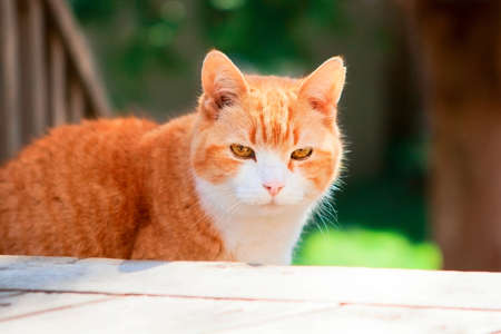 Sad red and white home cat with golden eyes sitting on a porch on a sunny day. Selective focus.の写真素材
