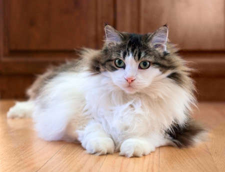 Fat furry home cat with green eyes, white and dark coloring, lying on the floor indoor. Selective focus.の写真素材