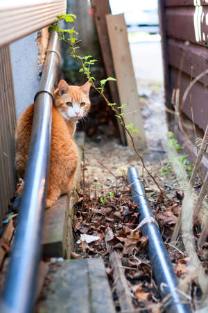 Sad red and white cat with golden eyes sitting on a messy backyard. Selective focus.の写真素材