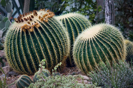Green golden Barrel Cactus, Golden Ball, surrounded by grass and leaves. の写真素材