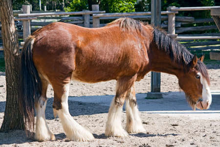 Portrait of an old brown horse on a farmの写真素材