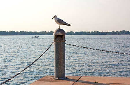 Seagull on a pier column by water on a sunny summer day の写真素材