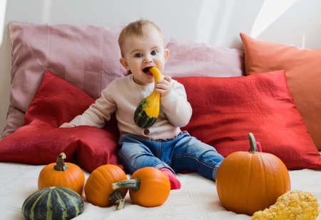 Sweet cute baby girl eating pumpkin wearing a knitted shirt and jeans sitting on her bed full of different colorful autumn pumpkinsの写真素材