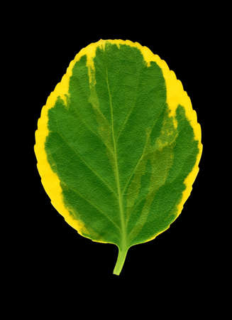 Colorful autumn yellow, green natural looking euonymus spindle tree leaf isolated on black backgroundの写真素材