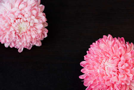 Closeup photo of bright beautiful pink, red and white aster flowers on dark wooden table background, selective focusの写真素材