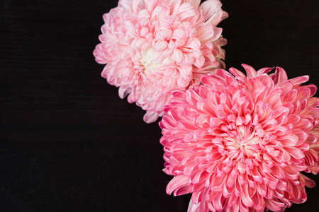 Closeup photo of bright beautiful pink, red and white aster flowers on dark wooden table background, selective focusの写真素材