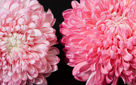 Closeup photo of bright beautiful pink, red and white aster flowers on dark background の写真素材