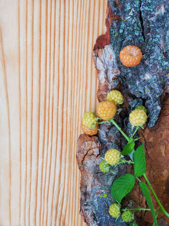 Closeup of unripe raspberries with green leaves and stem on bark, on light wooden board background, funny card, copyspaceの写真素材