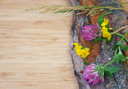 Closeup of clover and golden cup flowers with stems and green leaves with a bunch of spikelets on old wood bark with rough texture background on a light wooden board, card, copy spaceの写真素材