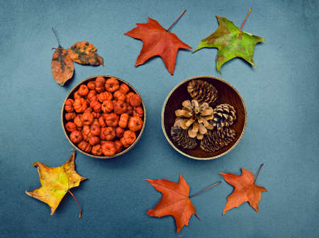 Closeup still life of two wooden bowls with tiny orange pumpkin pods, pine cones and colorful autumn birch and maple leaves around. Autumn, Fall, Halloween concept. Grungy frame, background, card.の写真素材
